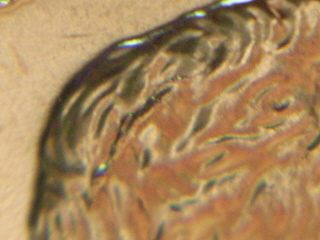 Doubled-Die--Bow-Tie-2007-LMC-Question-For-Foundinroll